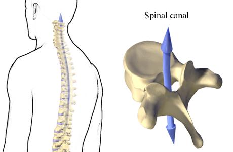 Picture of the spinal canal