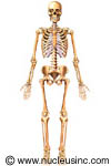 The skeletal system